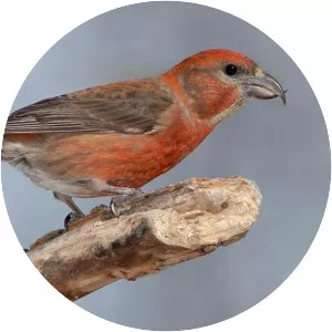 Crossbill