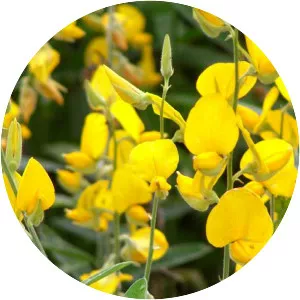 Crotalaria juncea