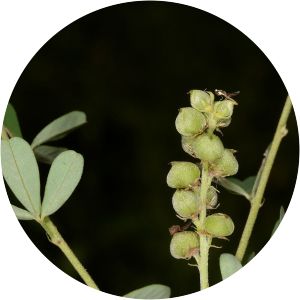 Crotalaria medicaginea - 