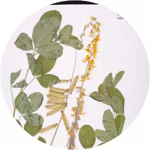 Crotalaria pallida - 