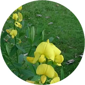 Crotalaria