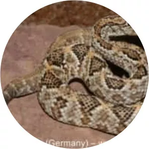 Crotalus durissus
