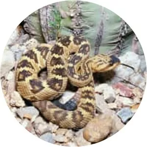 Crotalus molossus