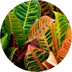 Crotons