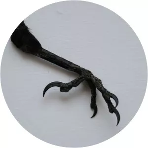 Crow Foot - Sitting Bull's son