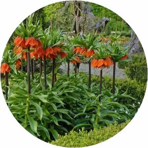 Crown imperial
