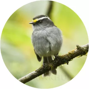 Crowned chat-tyrant