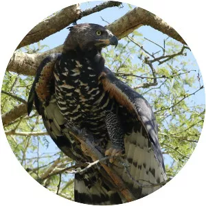 Crowned eagle - Birds