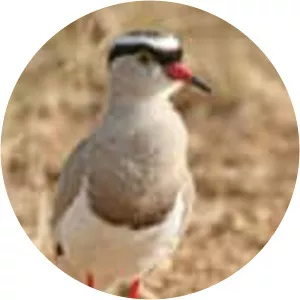 Crowned lapwing