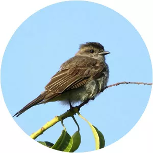 Crowned slaty flycatcher