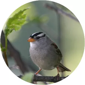 Crowned sparrows