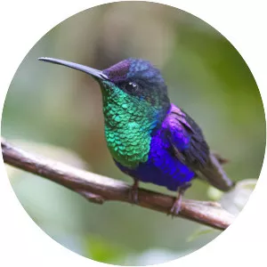 Crowned woodnymph - Bird