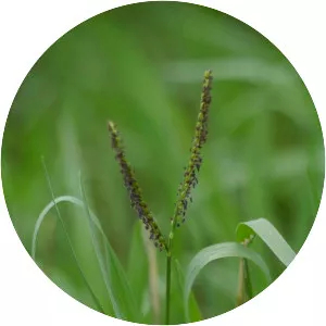Crowngrass (Paspalum)