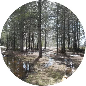 Crows Nest Peak - Peak in South Dakota