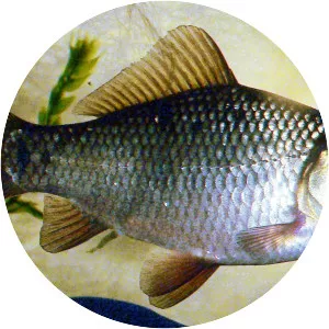 Crucian carps