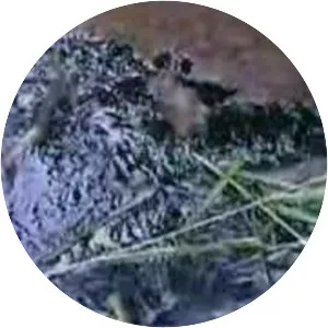 Crude Impact - 2006 ‧ Political cinema/Documentary ‧ 1h 38m