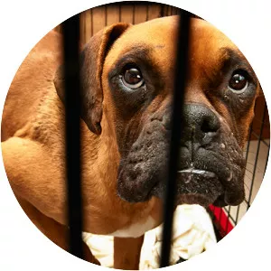 Cruelty to animals - 