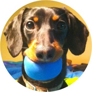 Crusoe the Dachshund