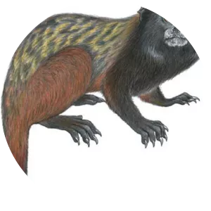 Cruz Lima's saddle-back tamarin