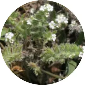 Cryptantha minima - 