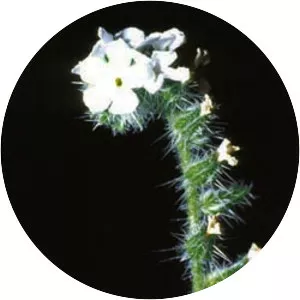 Cryptantha