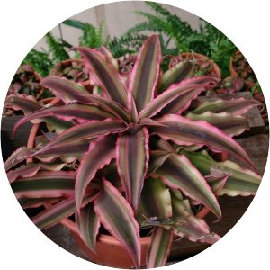Cryptanthus bivittatus
