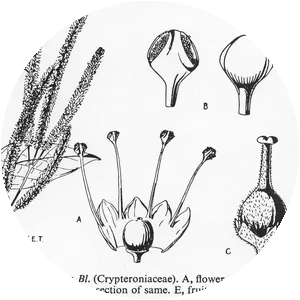Crypteroniaceae