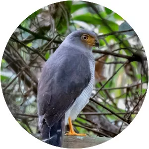 Cryptic forest falcon