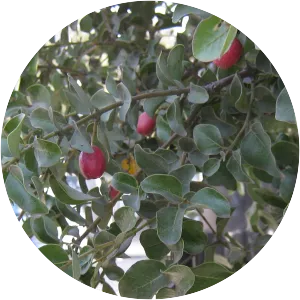 Cryptocarya alba - Plants