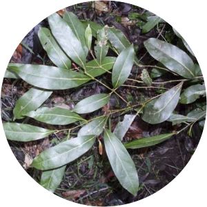 Cryptocarya microneura - 