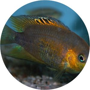 Cryptoheros altoflavus