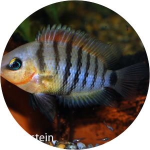 Cryptoheros chetumalensis
