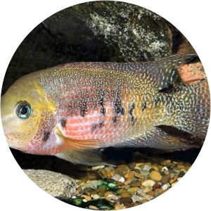 Cryptoheros panamensis