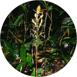 Cryptostylis arachnites