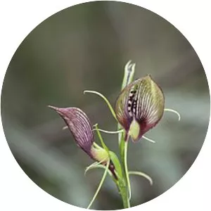 Cryptostylis erecta