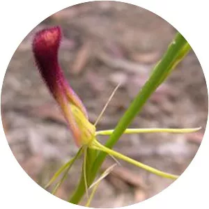 Cryptostylis hunteriana