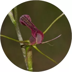 Cryptostylis leptochila - 