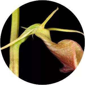 Cryptostylis ovata - 