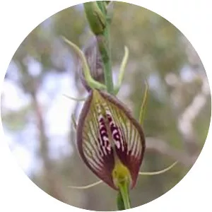 Cryptostylis