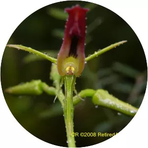 Cryptostylis subulata - 