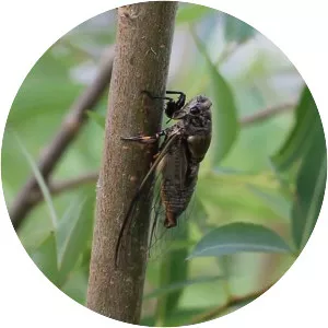 Cryptotympana atrata - 