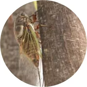 Cryptotympana facialis