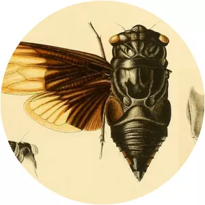 Cryptotympana