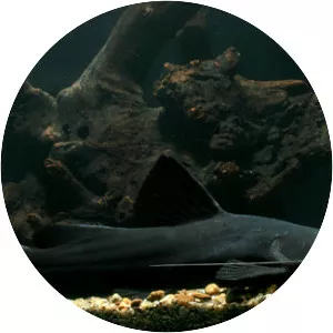 Crystal-eyed catfish