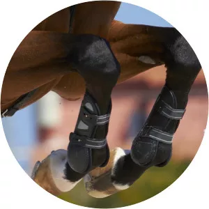 CSI 2 Star ShowjumpingSince 2018