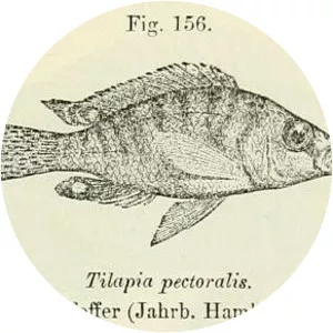 Ctenochromis pectoralis
