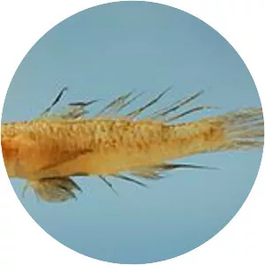 Ctenogobius boleosoma - 