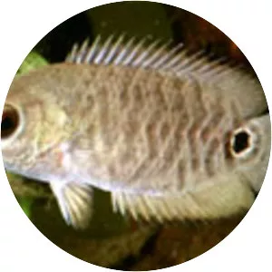 Ctenopoma ocellatum - 