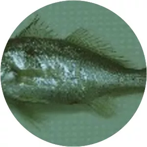 Ctenosciaena gracilicirrhus - 