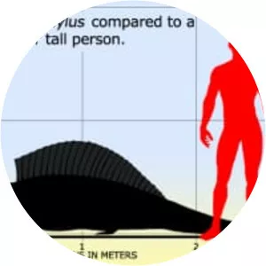 Ctenospondylus - Animal